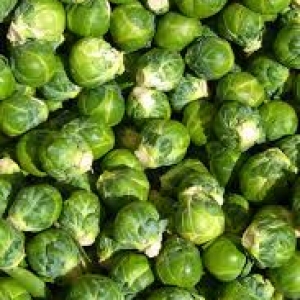 Fresh Sprouts